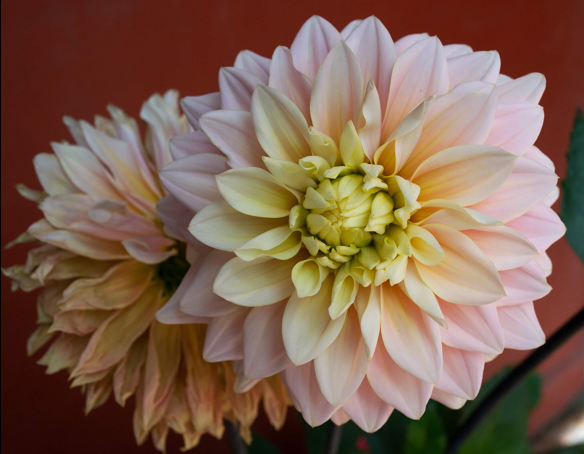 Dahlia pinnata